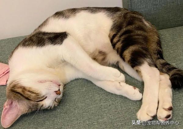 貓咪遭虐,眾人氣憤,但結局大快人心,施暴者受到了應有的懲罰 貓咪遭虐,眾人氣憤,但結局大快人心,施暴者受到了應有的懲罰