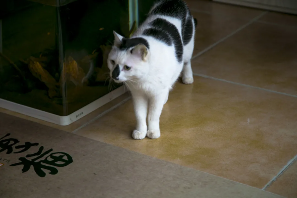 麻條條失蹤了?貓辦貓們玩兒起了劇本殺 麻條條失蹤了?貓辦貓們玩兒起了劇本殺