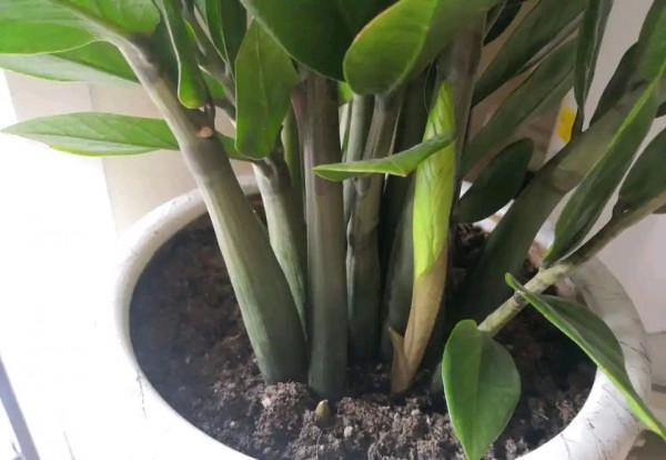 8種“吉祥花”,客廳養一盆,高貴又大氣,養人又“旺家” 8種“吉祥花”,客廳養一盆,高貴又大氣,養人又“旺家”