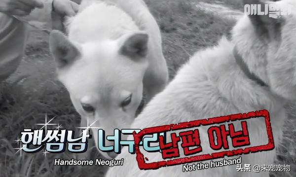 狗媽生了50只一模一樣的狗崽...裝監控、DNA鑑定只為找出渣爹 狗媽生了50只一模一樣的狗崽...裝監控、DNA鑑定只為找出渣爹