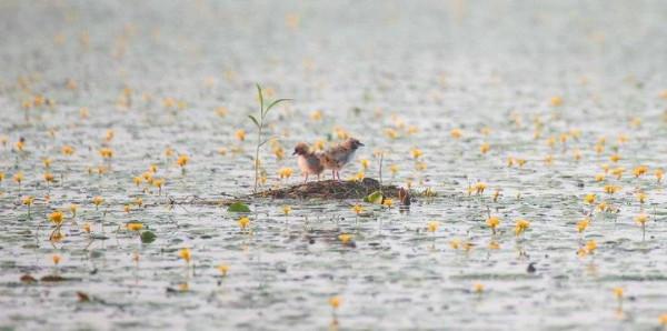 浩瀚的湖面上，幾隻呆萌雛鳥好可愛