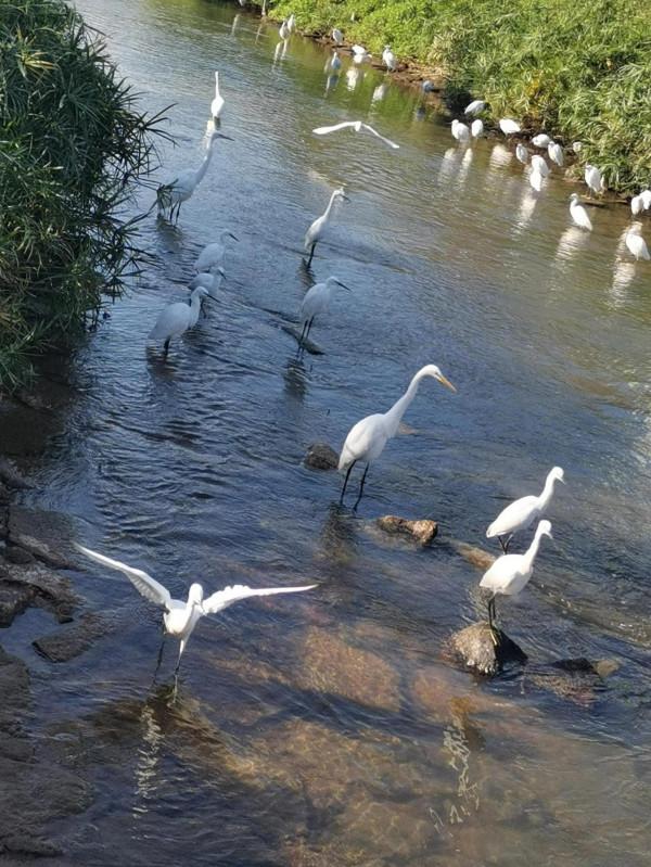 白鷺齊聚河道賽美 白鷺齊聚河道賽美