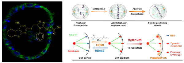 中科大團隊為干預幽門螺桿菌引起癌變提供新策略