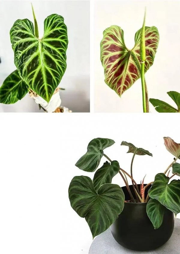 多“熱”才能叫“熱植”？