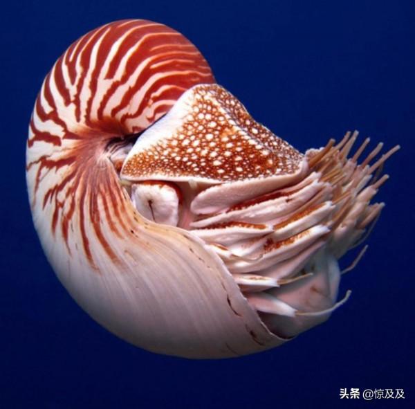 海螺也有國家保護?這幾種稀奇漂亮的海螺不能亂撿亂吃 海螺也有國家保護?這幾種稀奇漂亮的海螺不能亂撿亂吃