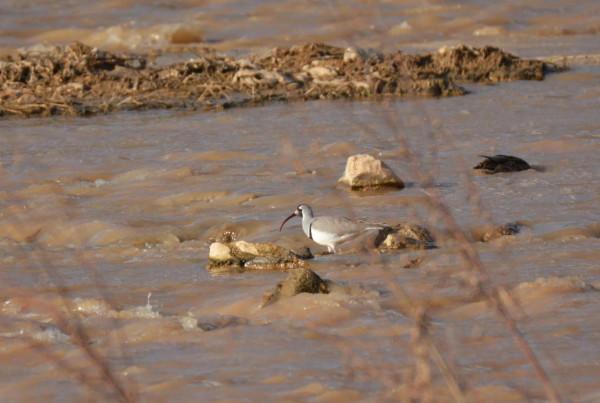 #我與鳥的故事# 䴉嘴鷸