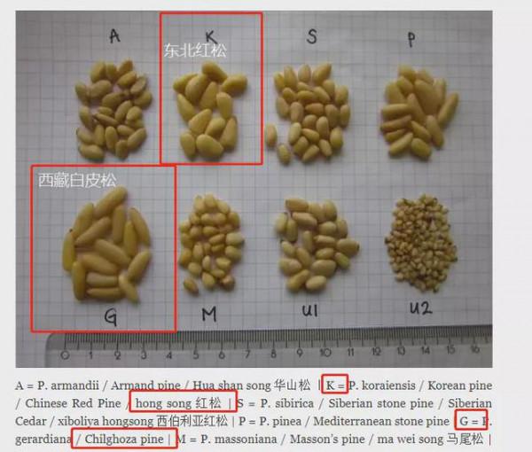 有什麼事，年後再說！冷門小眾年貨專題，一次安排7種