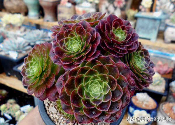 多肉青檬法師和嘉年華法師，生長季節看似差不多，休眠後卻大不同