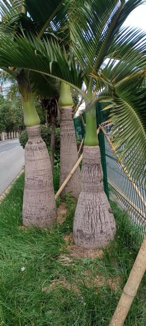 《嶺南植物園/酒瓶椰》 《嶺南植物園/酒瓶椰》