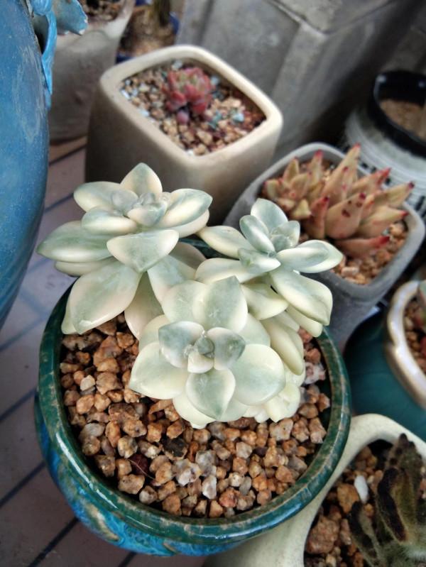 對比照記錄多肉驚豔變化，想要多肉變美，做到這幾步，千萬別忽視