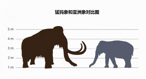 美國公司準備“復活”猛獁象,是騙局還是科學? 美國公司準備“復活”猛獁象,是騙局還是科學?