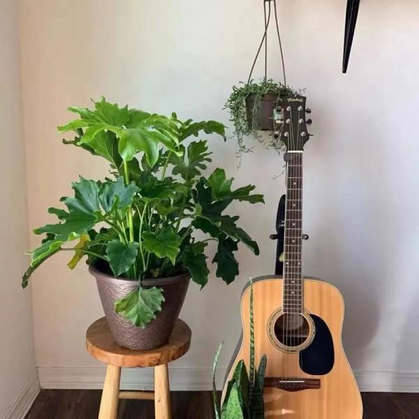 今年流行的“網紅花”,家裡養一盆,大氣又吉利 今年流行的“網紅花”,家裡養一盆,大氣又吉利