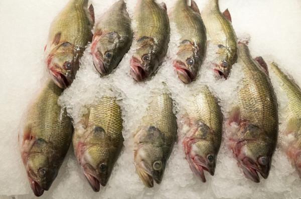 過年買魚，優先考慮4種淡水魚，4種海魚，腥味小味道香，烹飪簡單