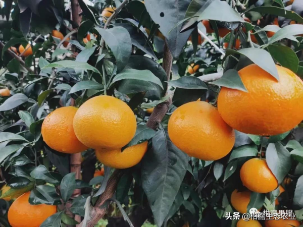 10月22日,金秋砂糖橘、皇帝柑、愛媛、南豐蜜橘價格行情分享 10月22日,金秋砂糖橘、皇帝柑、愛媛、南豐蜜橘價格行情分享