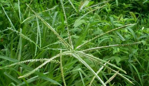 2014年，廣西一男孩靠吃野菜生存，母親卻因有苦衷未相認