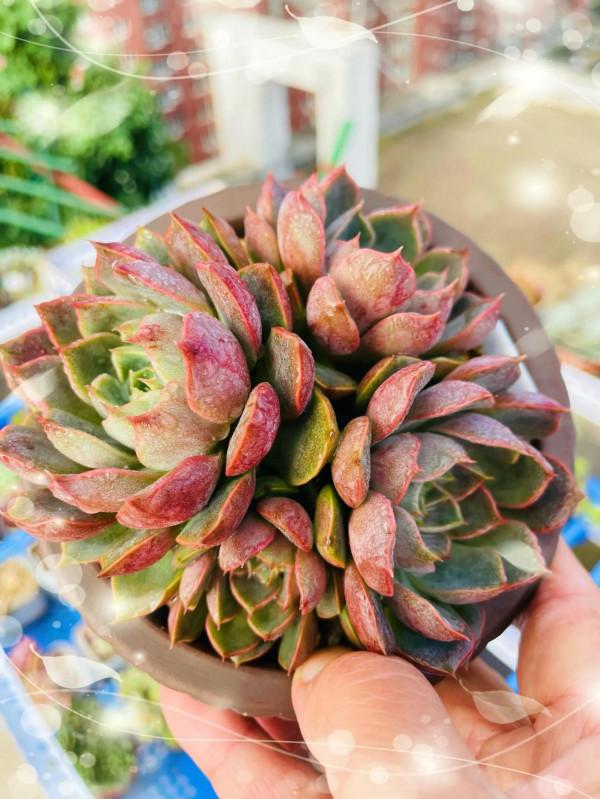 空中花園成就了我的夢想