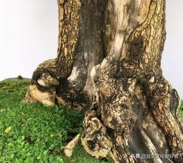 黃楊開花有“三不利” 黃楊開花有“三不利”