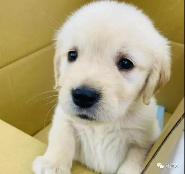 妹子養了一隻超萌的金毛寶寶,但幾個月後……怎麼變“哈士奇”了 妹子養了一隻超萌的金毛寶寶,但幾個月後……怎麼變“哈士奇”了