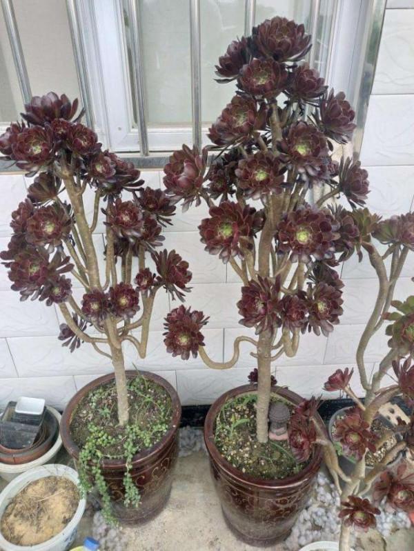 出門旅遊一趟，陽臺法師&OpenCurlyDoubleQuote;死一窩&rdquo;，網友：三伏天養多肉，很正常