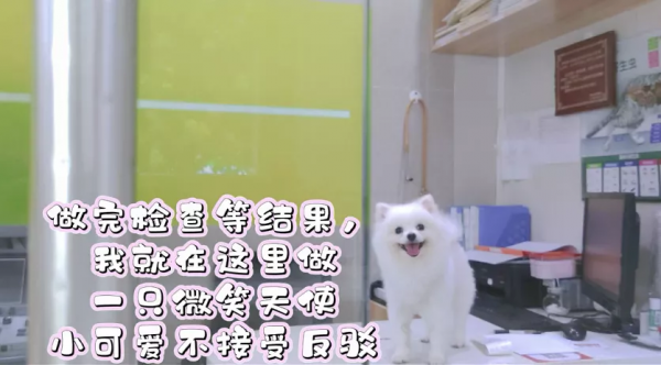 當博美去醫院時，TA在想什麼？