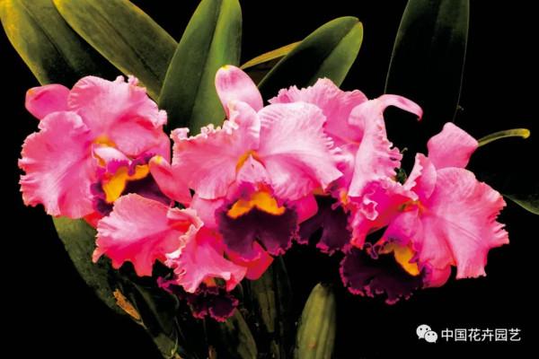 雍容華麗的卡特蘭 &vert; 新品