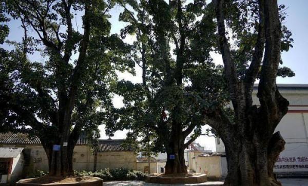 我國唯一供奉豬八戒的寺廟,600年來香火不斷,當地人自稱其後裔 我國唯一供奉豬八戒的寺廟,600年來香火不斷,當地人自稱其後裔