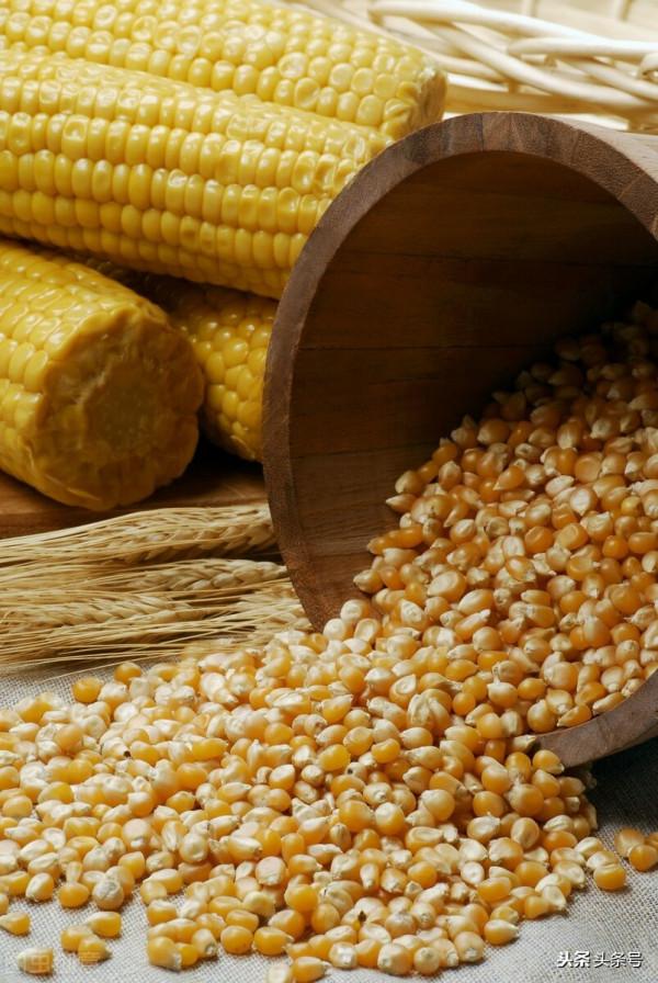 玉米均價探底1.3元/斤是為何？後期會漲嗎？