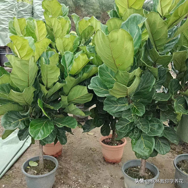 為什麼花卉市場經常會有大型盆栽賣?我們盆栽許多年卻很難養大呢 為什麼花卉市場經常會有大型盆栽賣?我們盆栽許多年卻很難養大呢