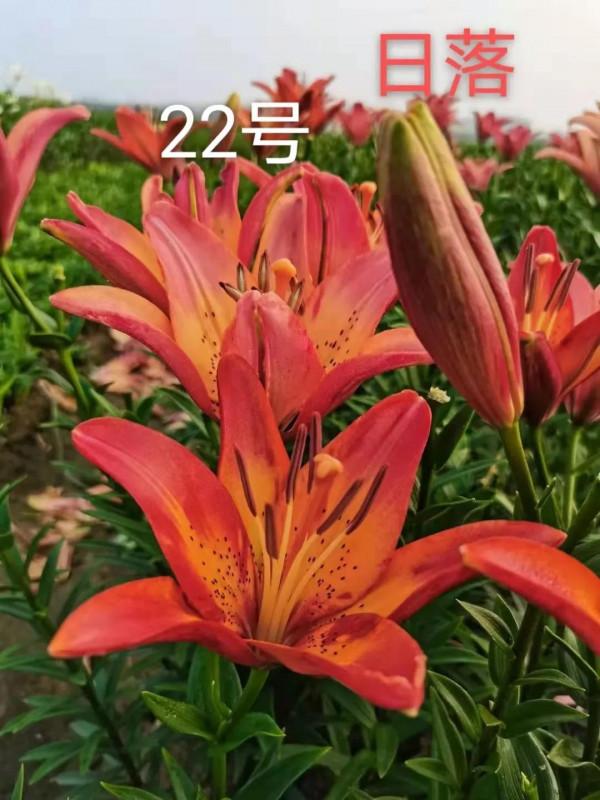 百合花也有春天