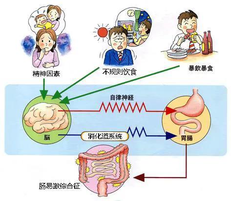 腸易激綜合徵的診斷標準和中醫辨證論治及用方用藥 腸易激綜合徵的診斷標準和中醫辨證論治及用方用藥