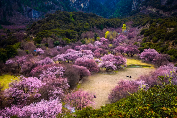 好傢伙，這條鮮為人知的路集合了所有藏地美景