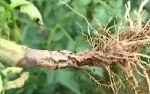 枯萎病、根腐病、黃萎病、青枯病&hellip;病害等該怎麼防治