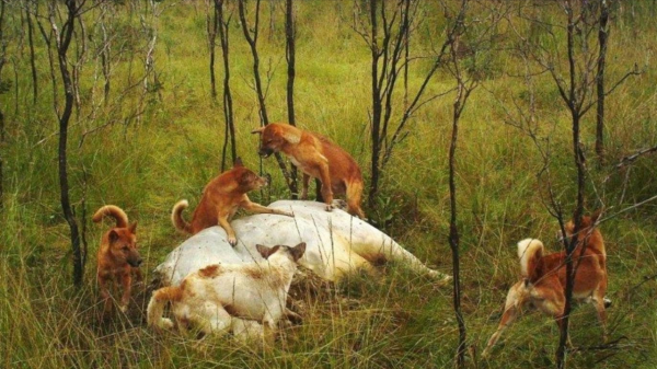 “村口大黃”到澳變身頂級殺手,吃袋鼠偷綿羊讓人頭疼,憑什麼? “村口大黃”到澳變身頂級殺手,吃袋鼠偷綿羊讓人頭疼,憑什麼?