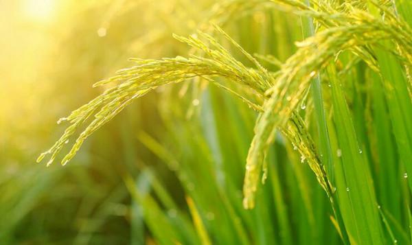 明明是世界產糧大國，仍要花大價錢進口，這其中的原因有哪些？