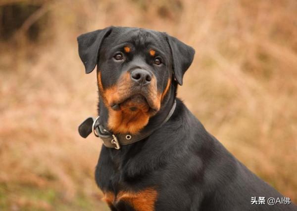 世界上50個最受歡迎的犬種的起源 世界上50個最受歡迎的犬種的起源