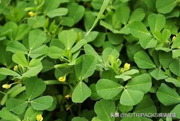 你知道苜蓿嗎？它是一種營養價值很高的植物，富含維生素K