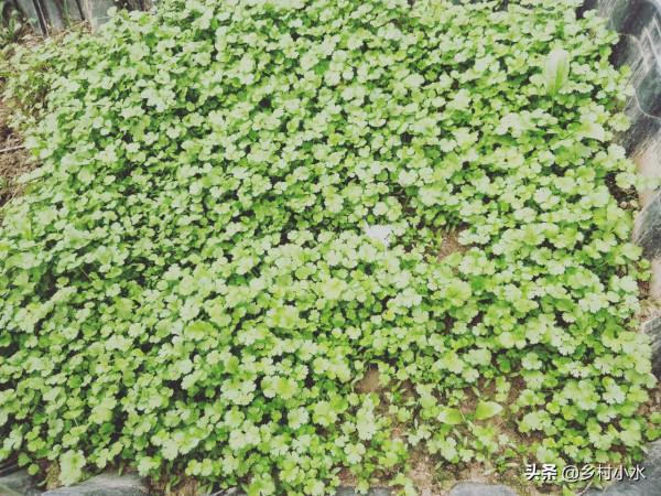 香菜出苗難？什麼時間種植？很多人可能第一步就做錯了