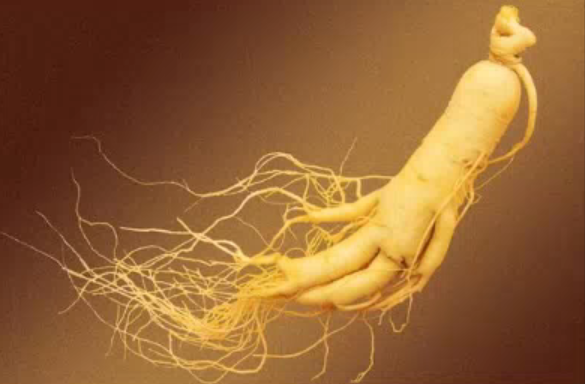 “書說中醫”第九期：人參補益？有什麼科學依據