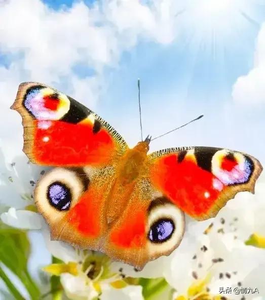 好漂亮的蝴蝶，美麗的草原我的家風景如畫