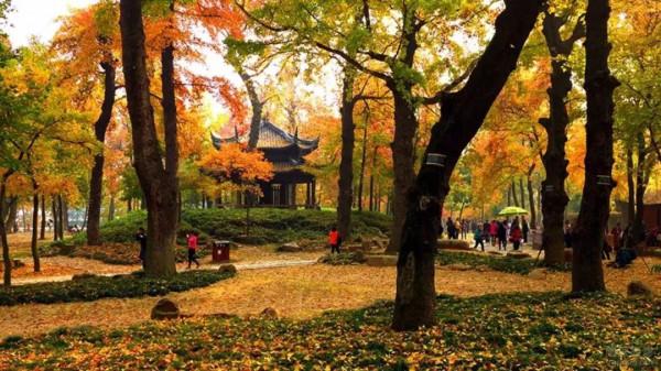 千萬別與秋天的姑蘇比美!楓葉漫山,銀杏紛飛,一步一景美成了詩 千萬別與秋天的姑蘇比美!楓葉漫山,銀杏紛飛,一步一景美成了詩