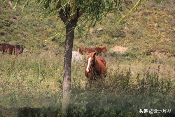 分享一組關山牧場的原生態秋景 分享一組關山牧場的原生態秋景