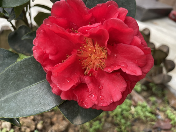 3種花“名聲差”，但養起來是真“上癮”，越養開花越多