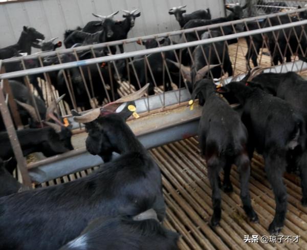 冬季養羊，養殖戶們可以給羊群準備這些口糧，很多農村都有