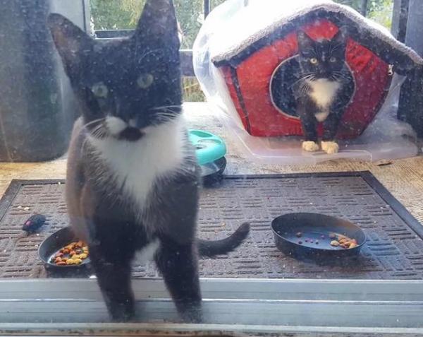 女子好心餵養流浪貓,隔斷時間後喵拖家帶口找上門:賴上我了嗎? 女子好心餵養流浪貓,隔斷時間後喵拖家帶口找上門:賴上我了嗎?