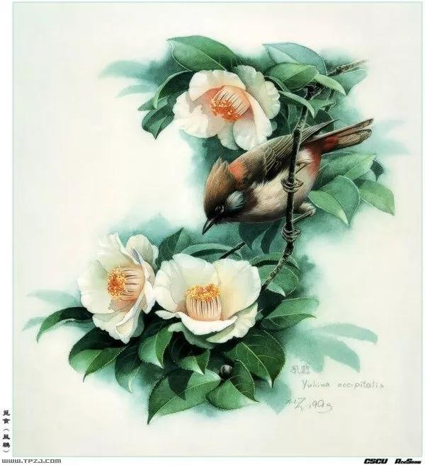 中國動植物畫第一人，曾孝濂極品工筆畫