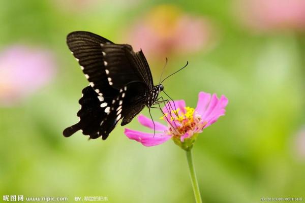 分享-蝶戀 精美絕倫 醉美蝴蝶