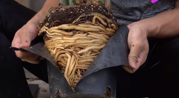 5種花“太貪吃”，不施肥，不換盆，很難養好