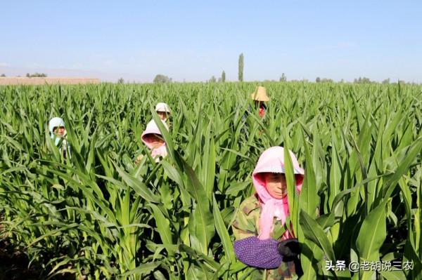 農村俗語:“玉米割掉兩次頭,糧價再低也不愁”,這是咋回事? 農村俗語:“玉米割掉兩次頭,糧價再低也不愁”,這是咋回事?