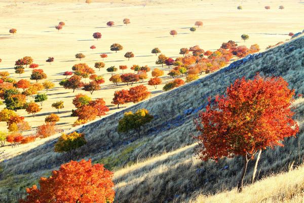 紅色才是中國秋天的主打色！這17處楓葉觀賞地，總有一個能驚豔你