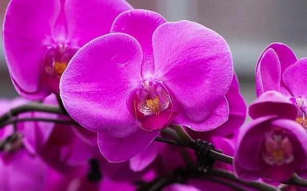 漂亮的蝴蝶蘭大全，顏色各異、姿態萬千